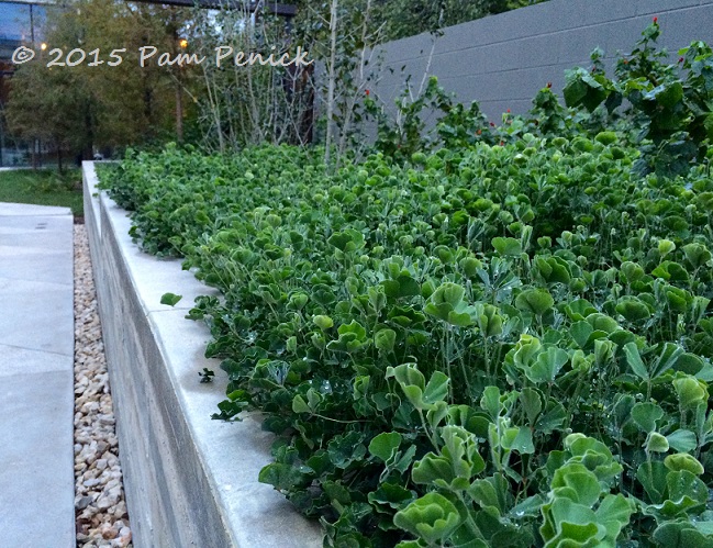 Modern courtyard garden at South Congress Hotel