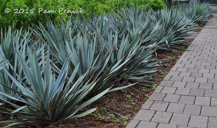 Smart, water-saving landscaping at UT's Dealey Center