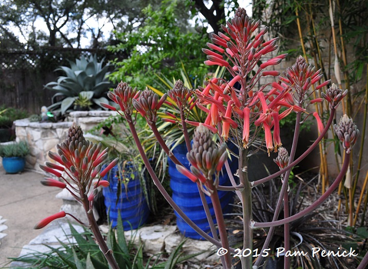 Aloe surprise and prepping for owls