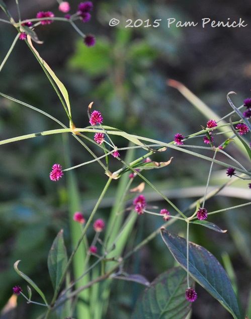 Plant This: Little Grapes gomphrena