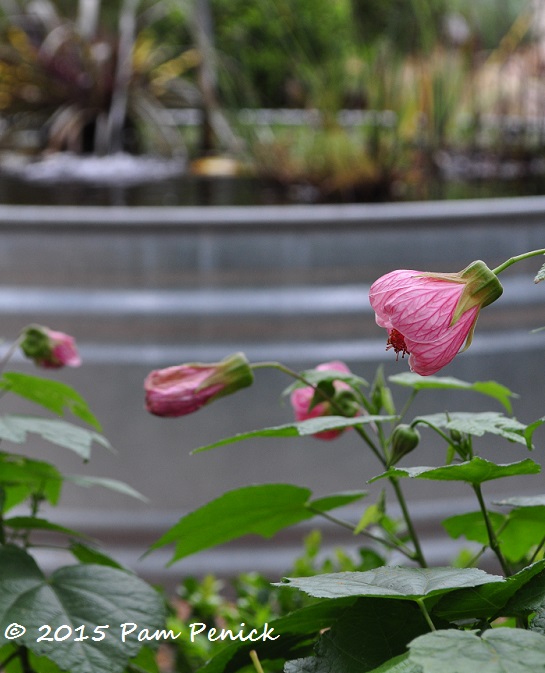 Winter pizzazz of flowering maple and ornamental grasses