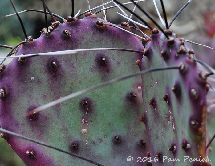 Plant This: Purple prickly pear adds rich winter color