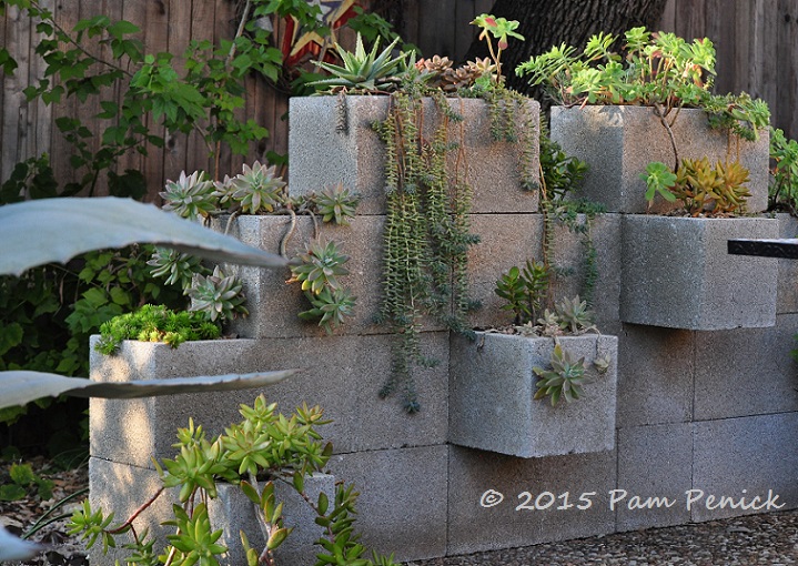 Sunshine and succulents for January Foliage Follow-Up