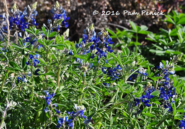 Bluebonnets already a-blue-m at the Wildflower Center