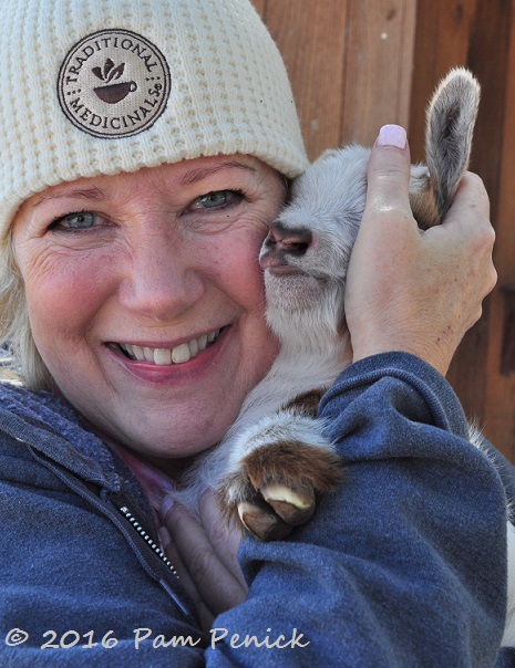 Baby goat love at Jenny Peterson's farm
