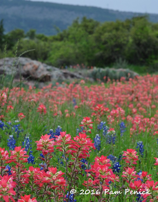 Wildflower drive through the Texas Hill Country