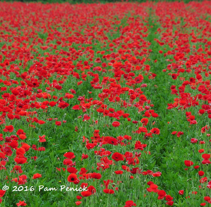 Crimson poppy fields at Wildseed Farms