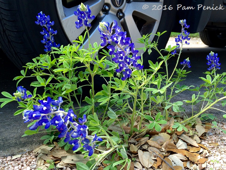 Spring blooms and greens