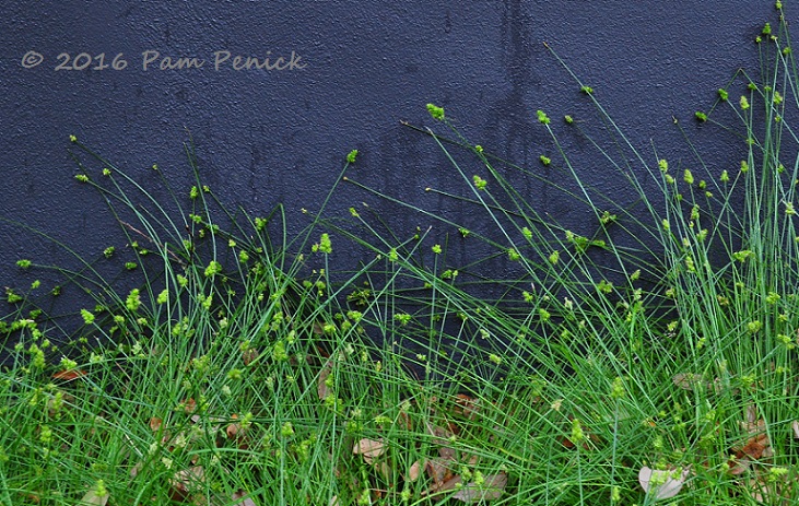 Fresh greens and purple power for Foliage Follow-Up