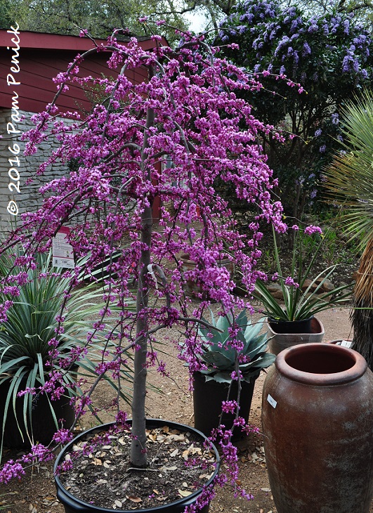 Spring visit to Hill Country Water Gardens & Nursery