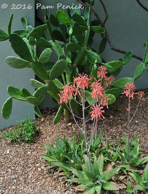 Dry-garden lushness: Linda Peterson's San Antonio garden