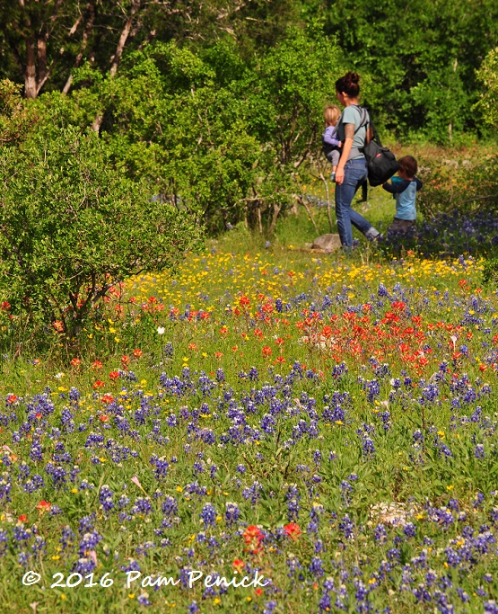 Wildflower season, owlets, and native plant sale at Wildflower Center