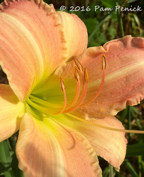Daylilies arrive with the summer heat