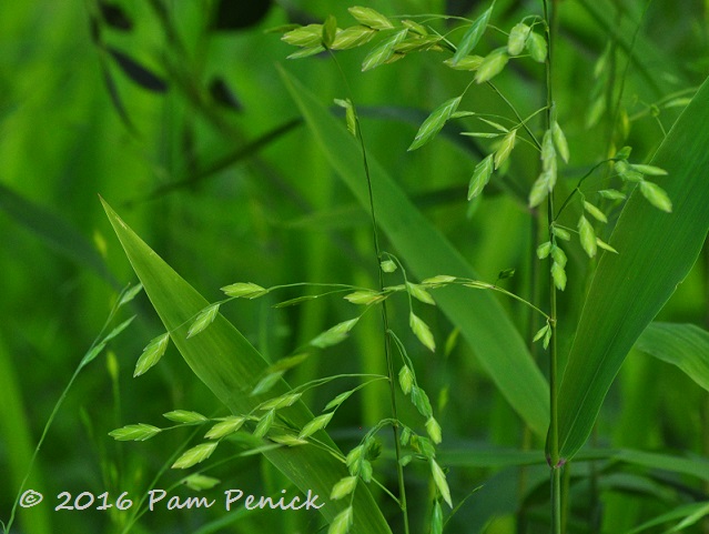 Foliage in full spring swing: May Foliage Follow-Up