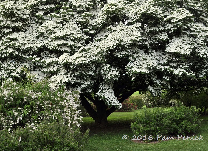 Dogwood enchantment and a wild windstorm at Winterthur Gardens