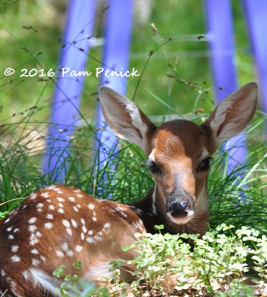 Fawning over our new garden resident