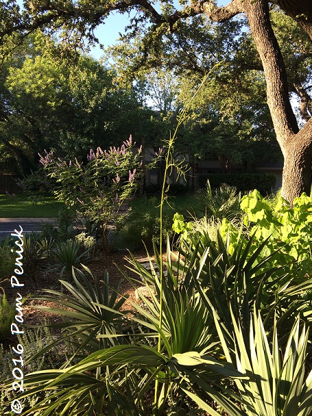 Foliage plants in bloom for Foliage Follow-Up