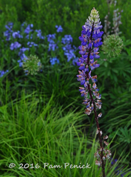 Twilight in Minder Woods at Chanticleer Garden