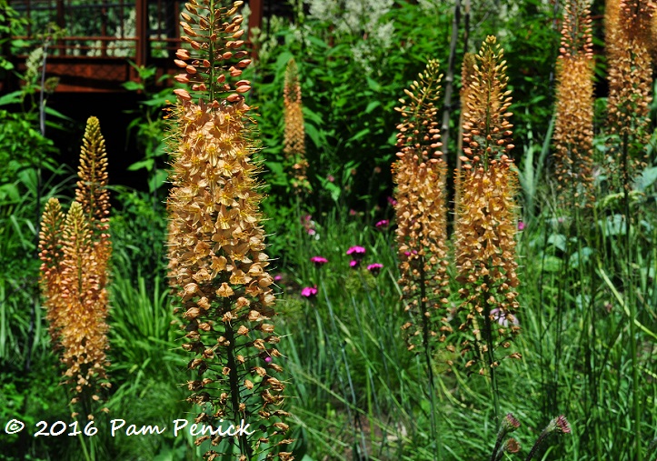 Up on Chanticleer's elevated walkway and Asian Woods Garden