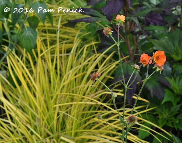 Leaves of sunshine and moonlight in Chanticleer's Tennis Court Garden