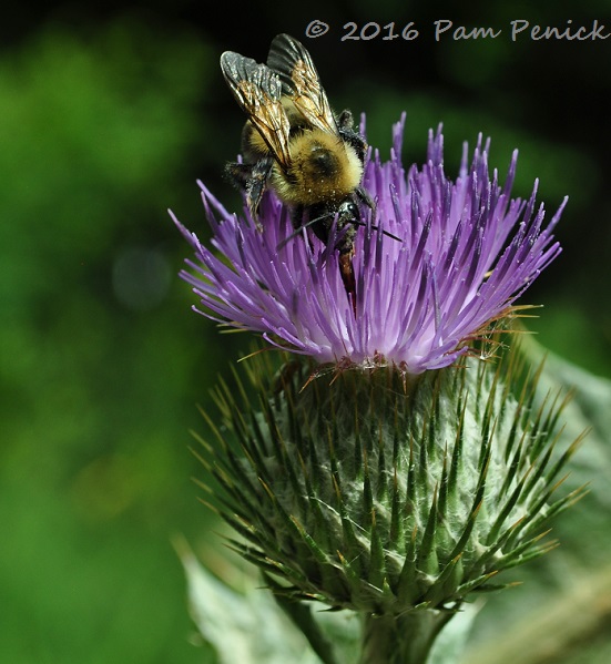 Inspired at Squire House Gardens: Minneapolis Garden Bloggers Fling