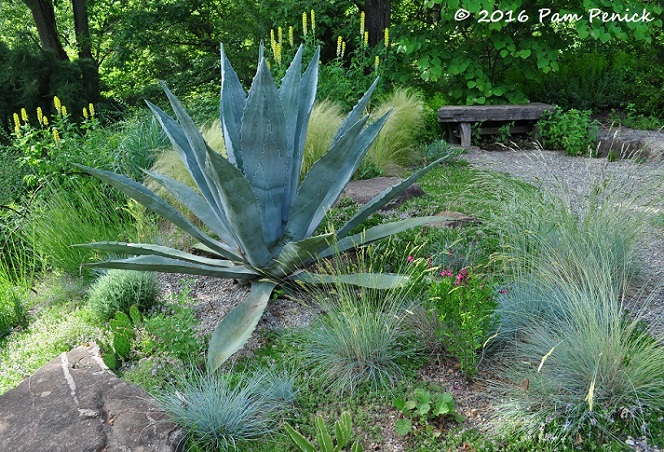 Chanticleer rocks a Gravel Garden