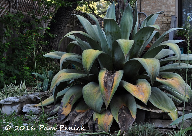 Goodbye, Moby: Removing a dying agave