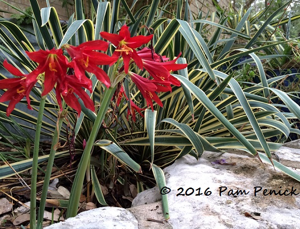 Fall in the air has oxblood lilies popping up