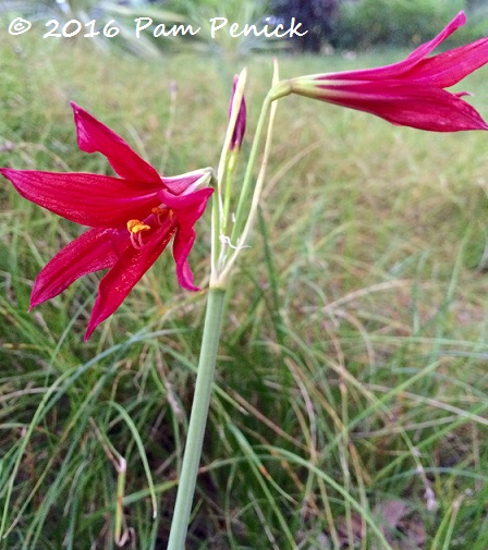 First oxblood lily, tree cavities, and last Moby