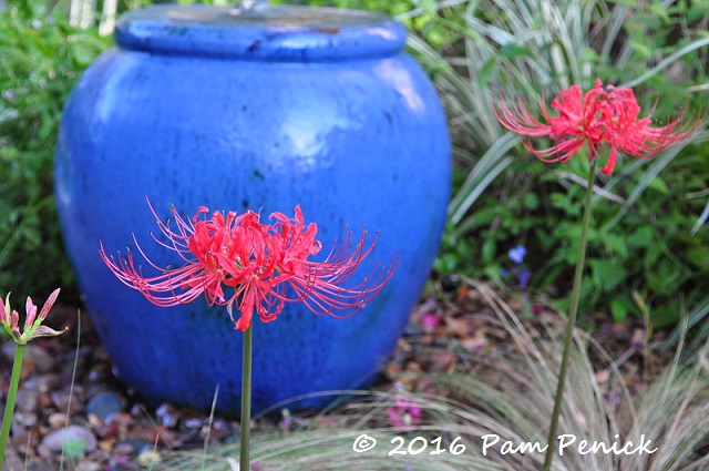 Spider lilies are up