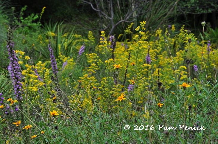 Early autumn color at the Wildflower Center, part 1