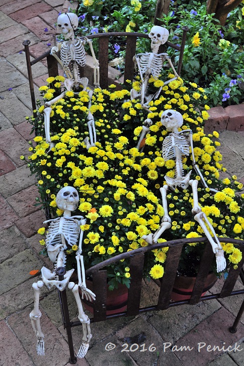 Lucinda's Dia de los Muertos garden