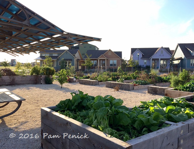Edibles, green roof, and playground at Mueller Community Gardens & Gaines Park