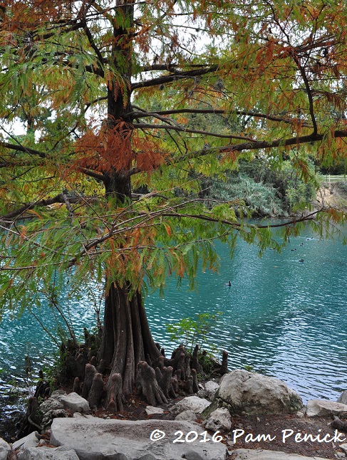 Autumn stroll around Lady Bird Lake