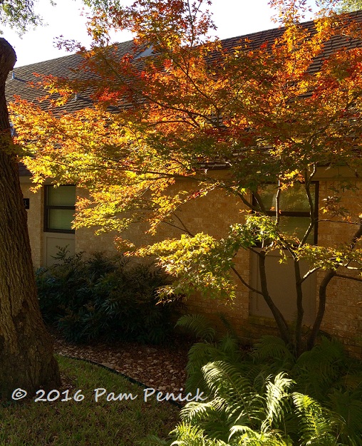 At last, some fall color! Thanks, Japanese maple