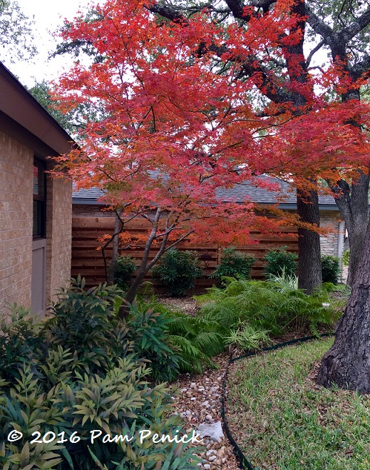 Peak color aflame on Japanese maple