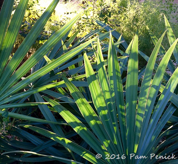 A little winter greenery, and trying to find a plant I love