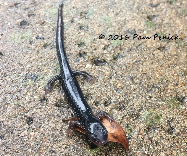 Latest critter in the pool: Western slimy salamander