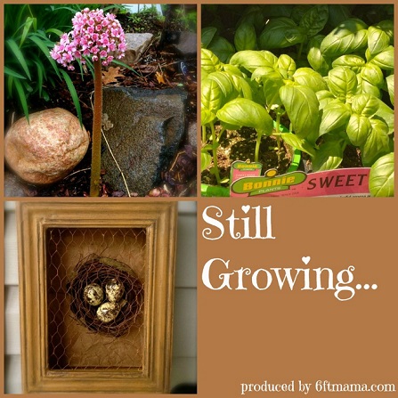 Talking waterwise gardens, blogging & more on Still Growing Podcast