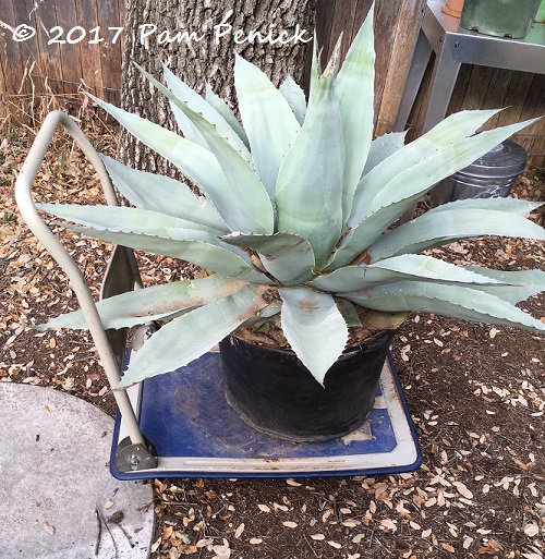 Planting an agave is a thorny endeavor