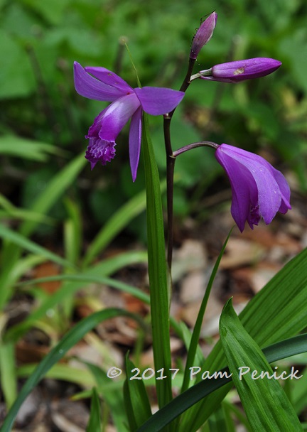 New flowers opening each day