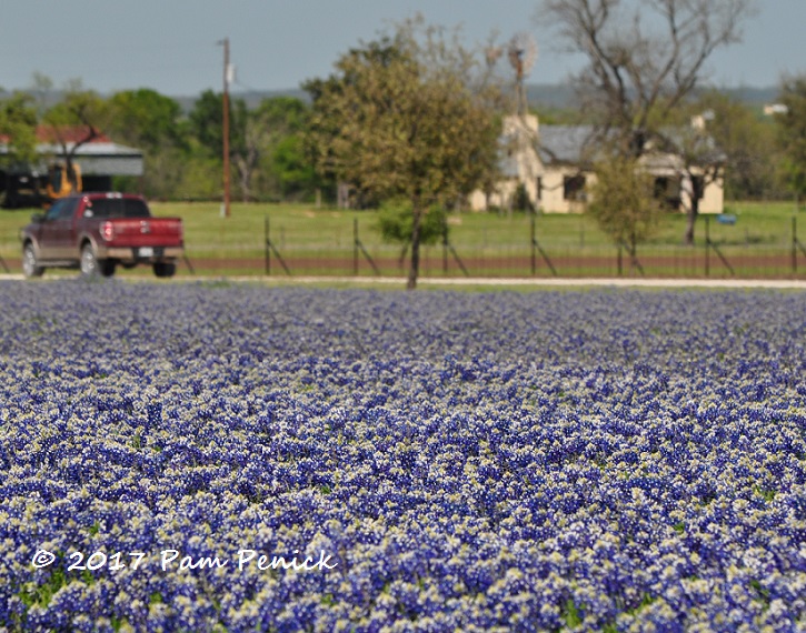 Wildflower fields abloom at Wildseed Farms