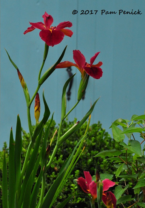 Gorgeous flowering of a pond iris and more