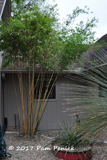 How to prune clumping bamboo