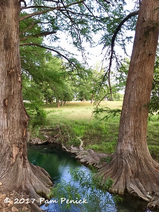 Bald cypress creek, beer patios, & other comforts in Comfort, Texas