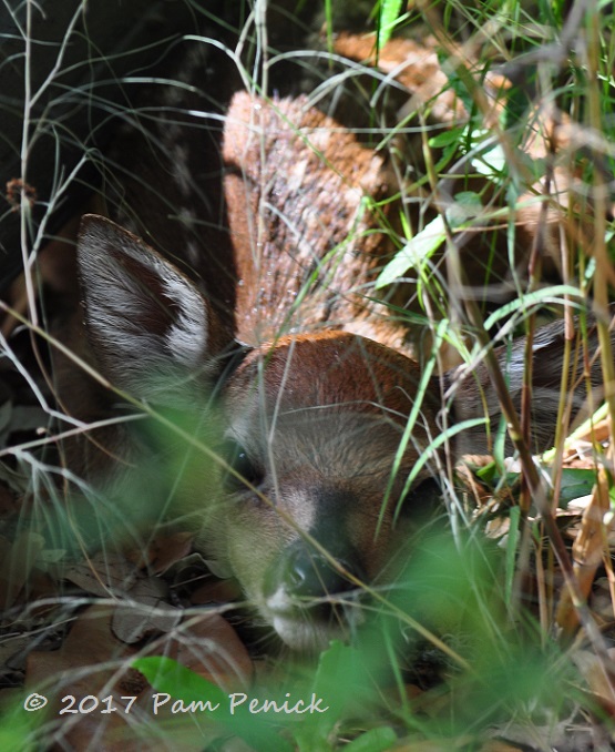 Newborns and other wildlife in the garden