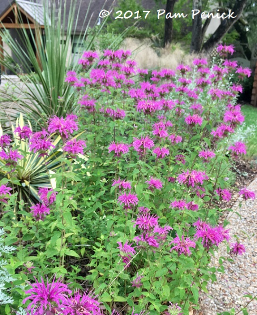 Early summer flowers brighten my Texas garden