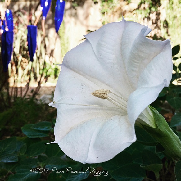 Datura's morning glow