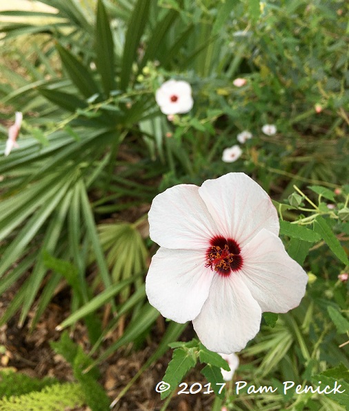 Plant This: Pale pavonia, or Brazilian rock rose