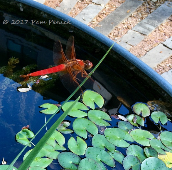 Red dragonfly and golden spider, beneficial garden predators